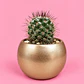 Cactus Elegancia Dorada - Miniatura 1