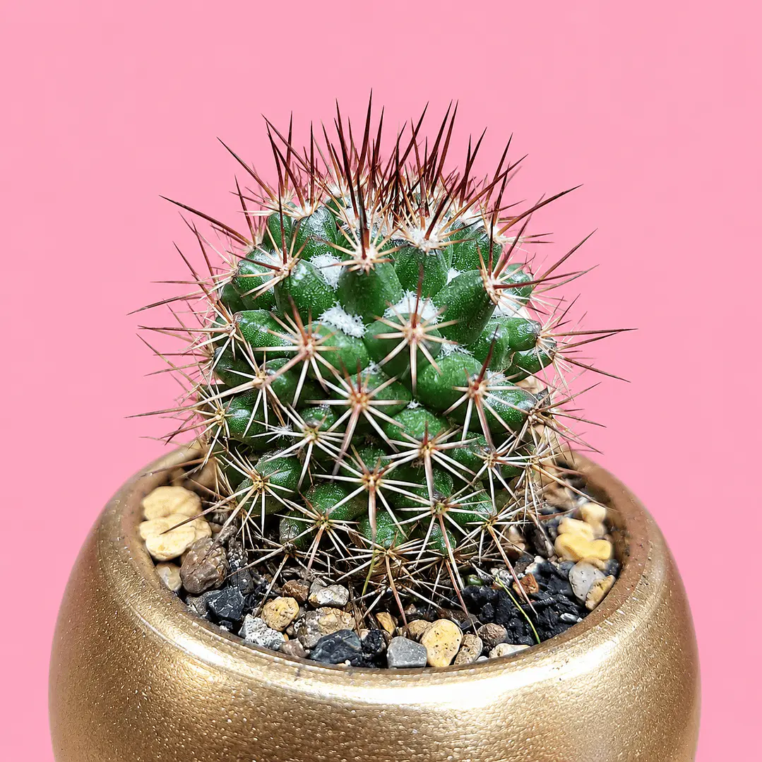 Cactus Elegancia Dorada 2