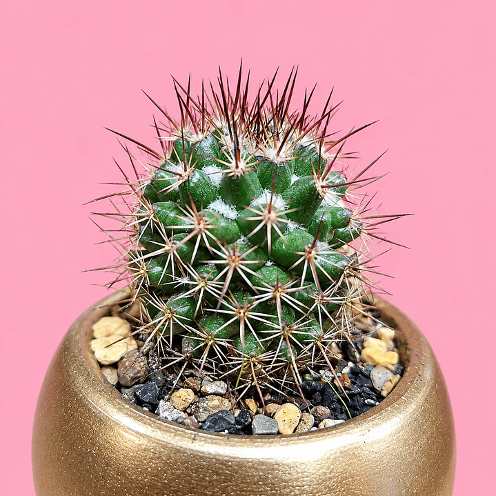 Cactus Elegancia Dorada 2