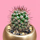 Cactus Elegancia Dorada - Miniatura 2