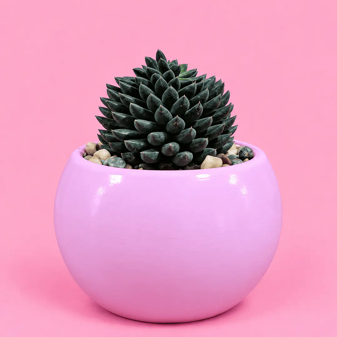 Cactus Encanto Rosado 1