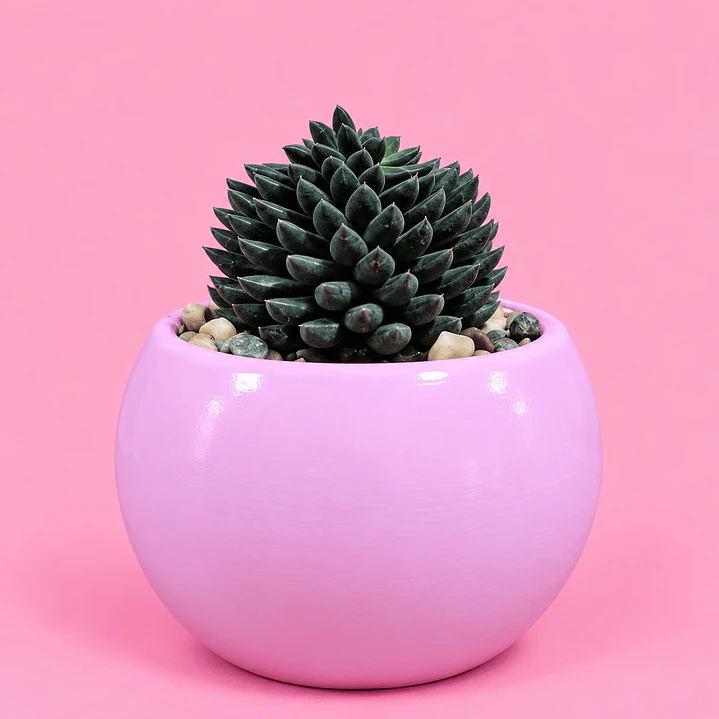 Cactus Encanto Rosado 1