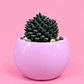 Cactus Encanto Rosado - Miniatura 1