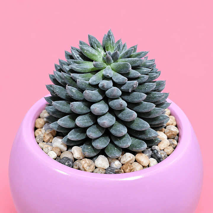 Cactus Encanto Rosado 2
