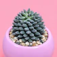 Cactus Encanto Rosado - Miniatura 2