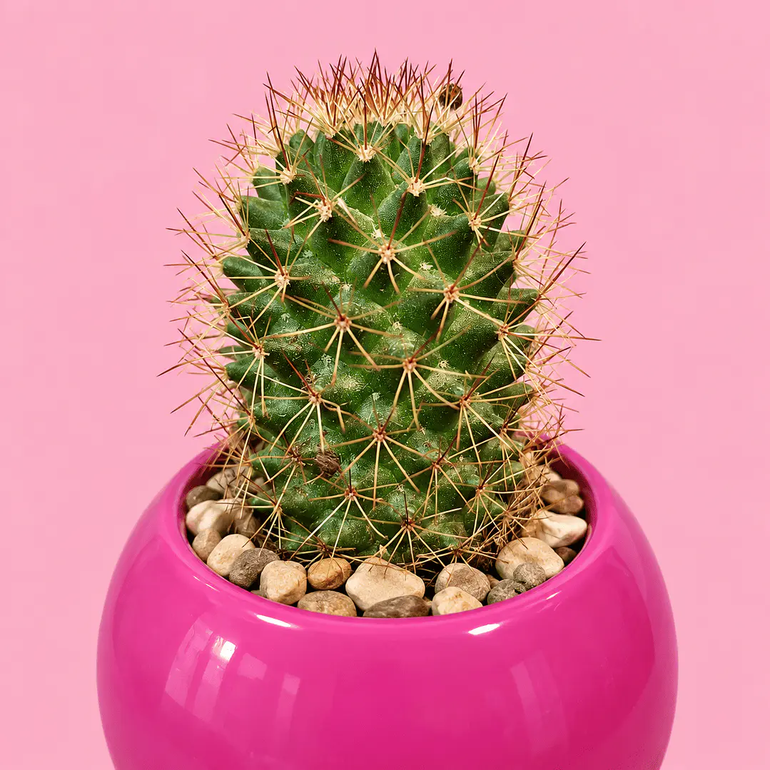 Cactus Rubí 2