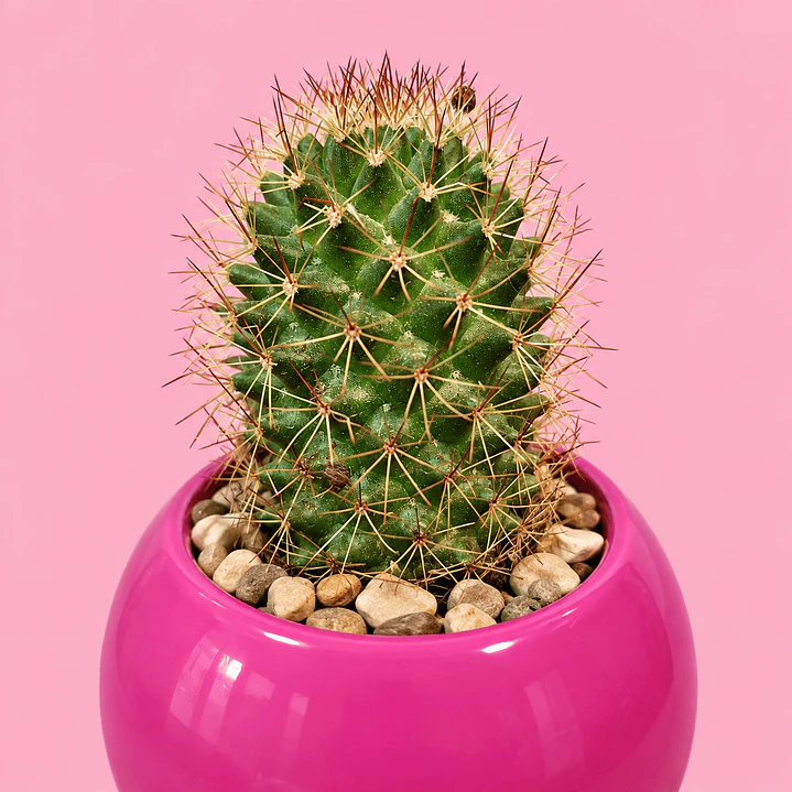 Cactus Rubí 2