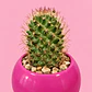 Cactus Rubí - Miniatura 2