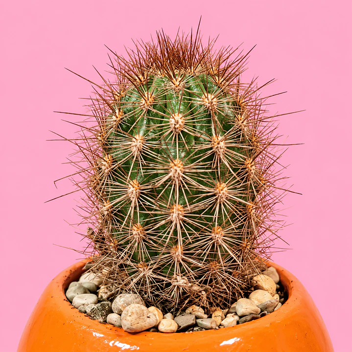 Cactus Sol Radiante 2
