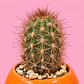 Cactus Sol Radiante - Miniatura 2