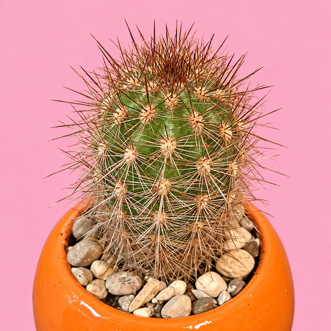Cactus Sol Radiante 3