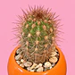 Cactus Sol Radiante - Miniatura 3