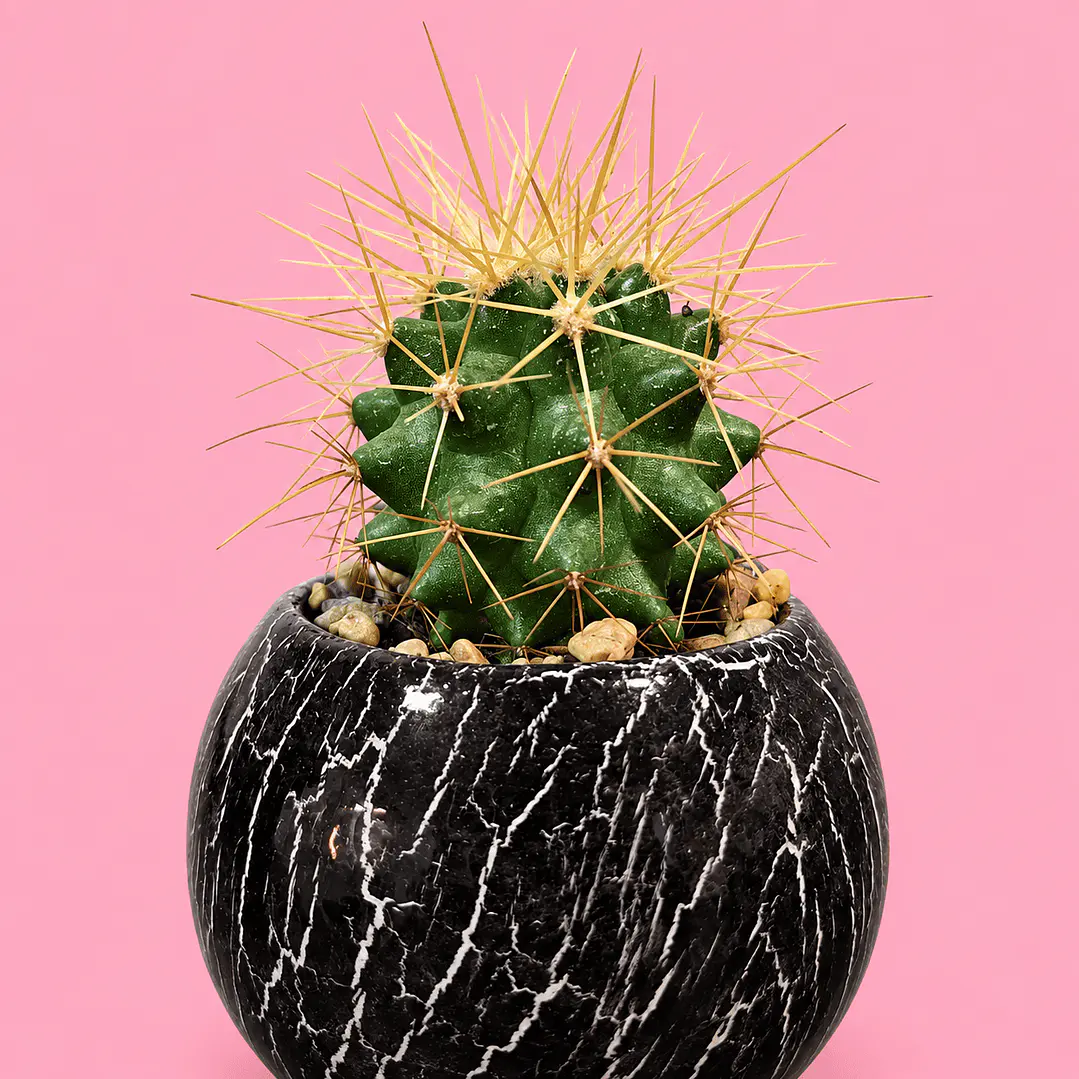 Cactus Mármol Negro 2