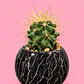 Cactus Mármol Negro - Miniatura 2