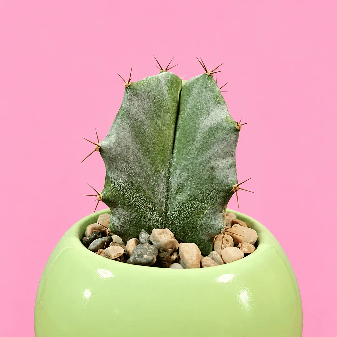 Cactus Verde Menta 2