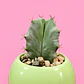 Cactus Verde Menta - Miniatura 2