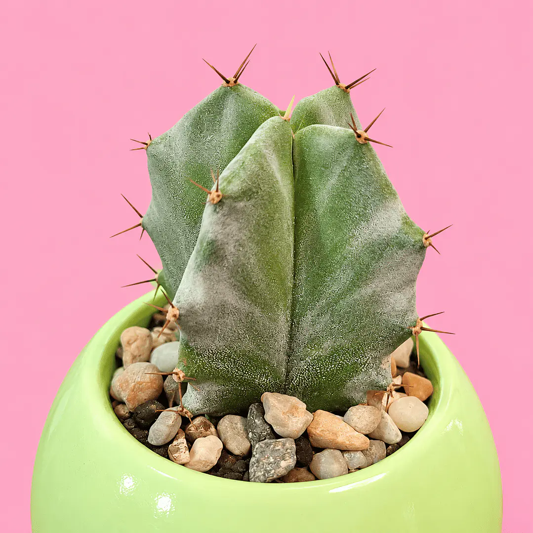 Cactus Verde Menta 3