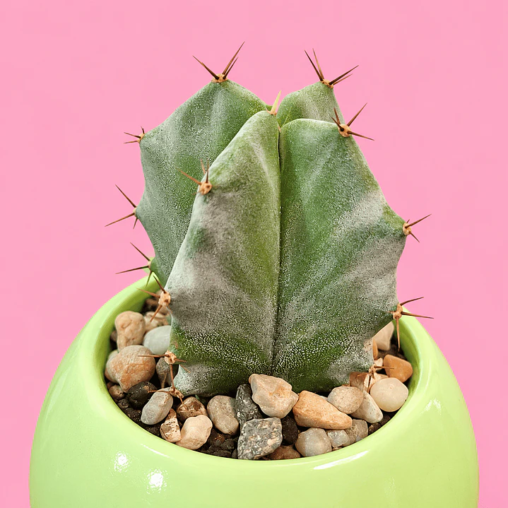 Cactus Verde Menta 3