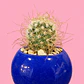 Cactus Azul Real - Miniatura 2