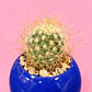 Cactus Azul Real - Miniatura 3