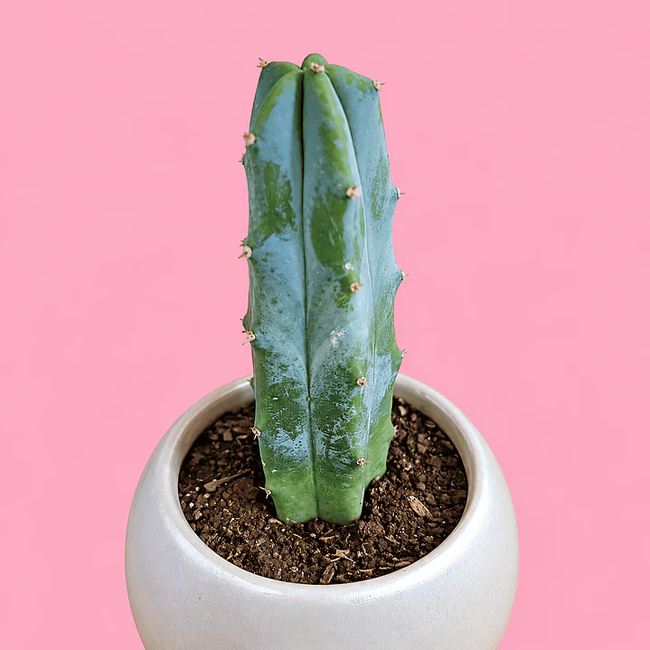 Cactus Plata Elegante 2