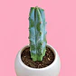 Cactus Plata Elegante - Miniatura 2