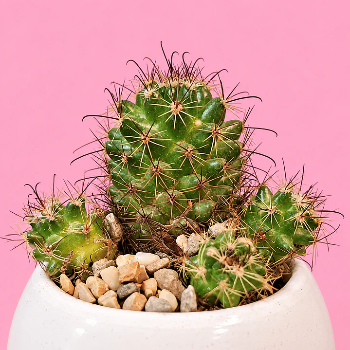 Cactus Elegancia Blanca 2