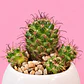 Cactus Elegancia Blanca - Miniatura 2