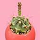 Cactus Volcán - Miniatura 2
