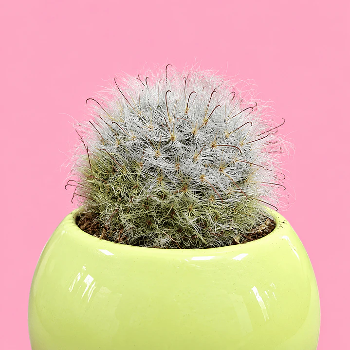 Cactus Sol 2