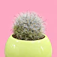 Cactus Sol - Miniatura 2