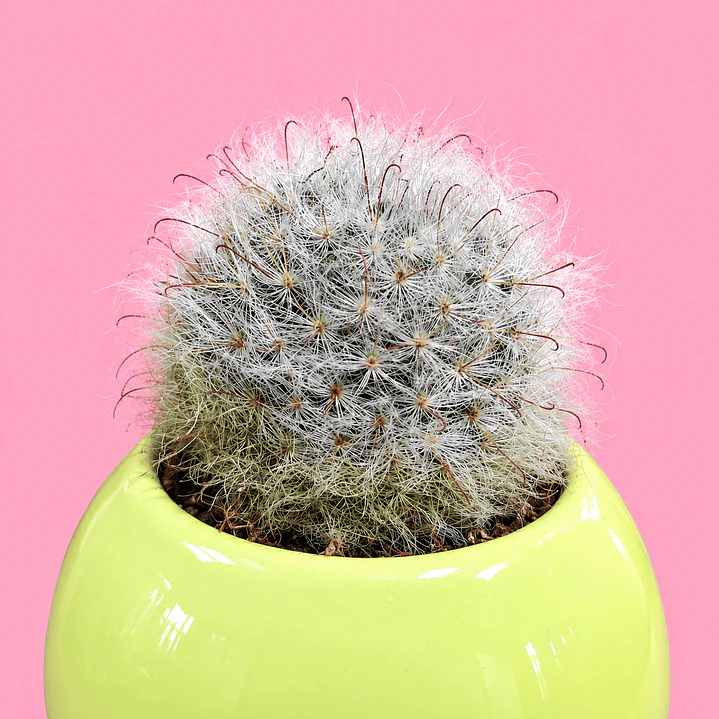 Cactus Sol 3