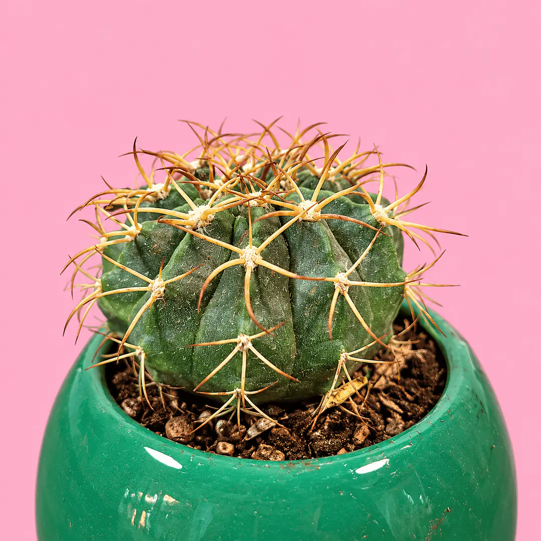 Cactus Esmeralda 2