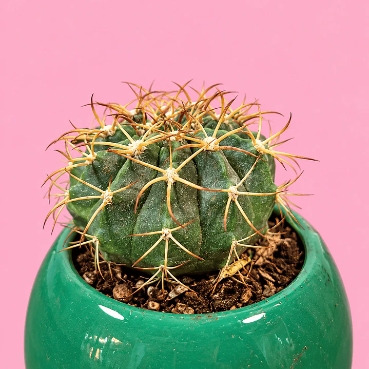 Cactus Esmeralda 2