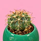 Cactus Esmeralda - Miniatura 2