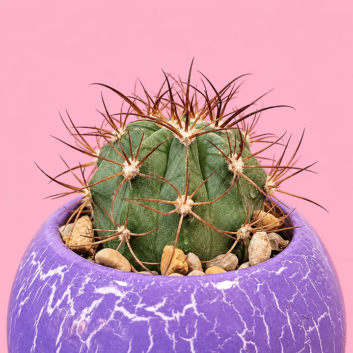 Cactus Amatista 2