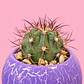 Cactus Amatista - Miniatura 2