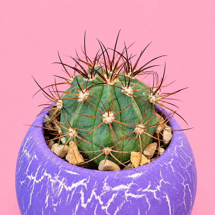 Cactus Amatista 3