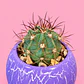 Cactus Amatista - Miniatura 3