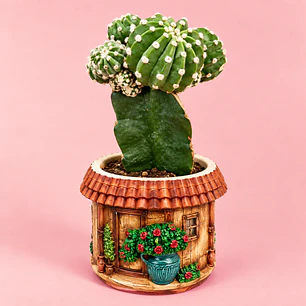 Cactus Casita Encantada