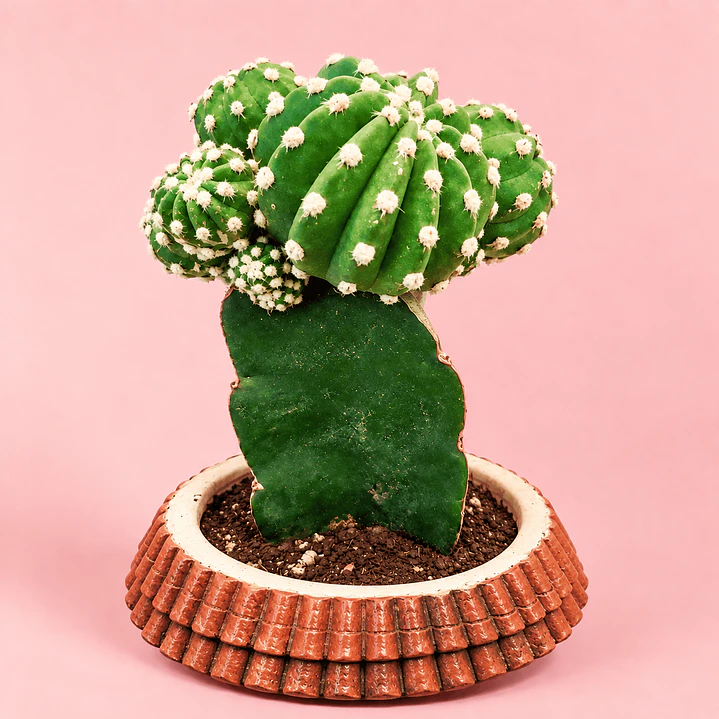 Cactus Casita Encantada 3