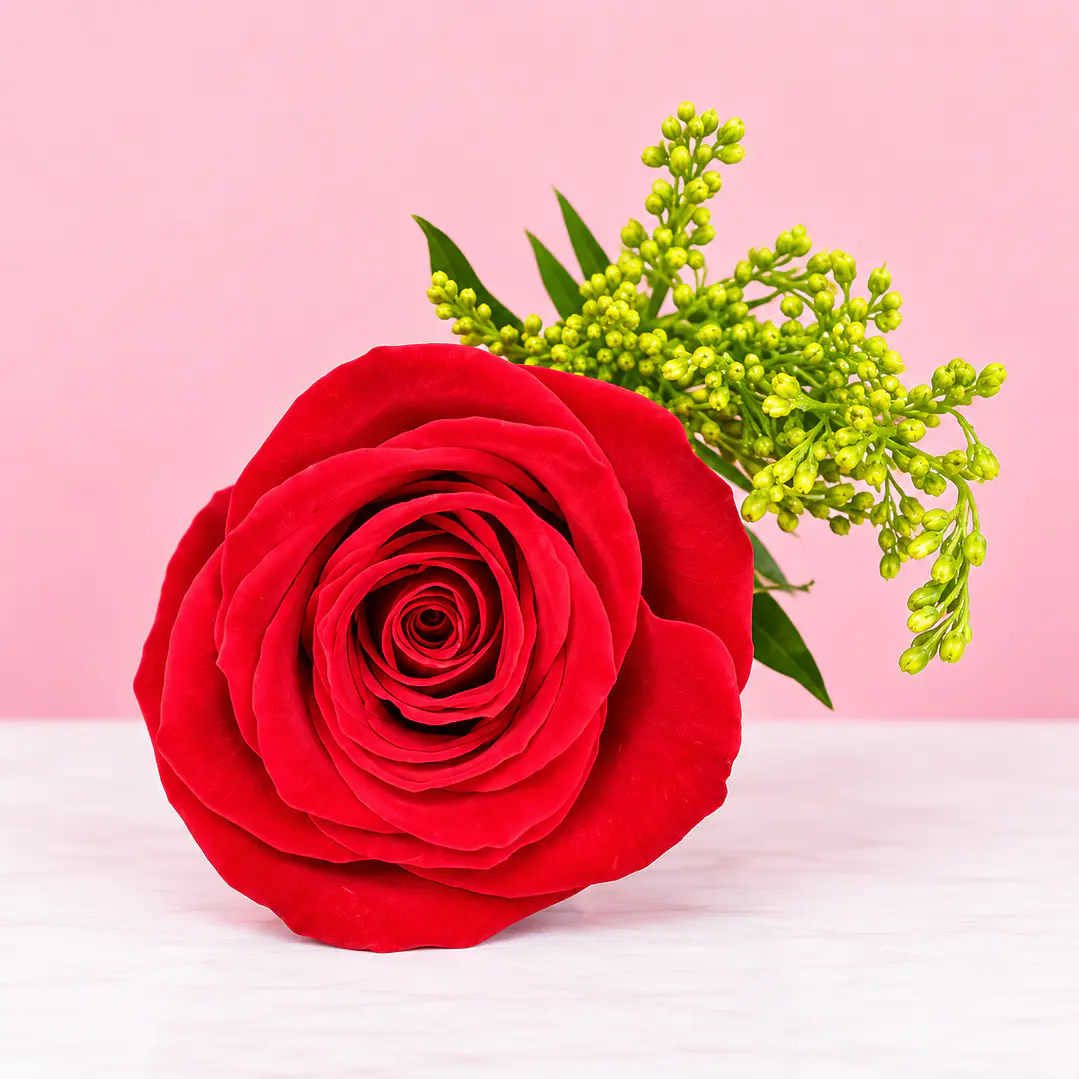 Rosa Individual Un Amor, Mil Sentimientos 🌹❤️ 2