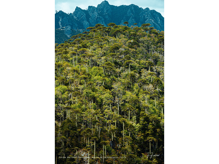 Parque Nacional Huerquehue, Región de la Araucanía, Chile 1