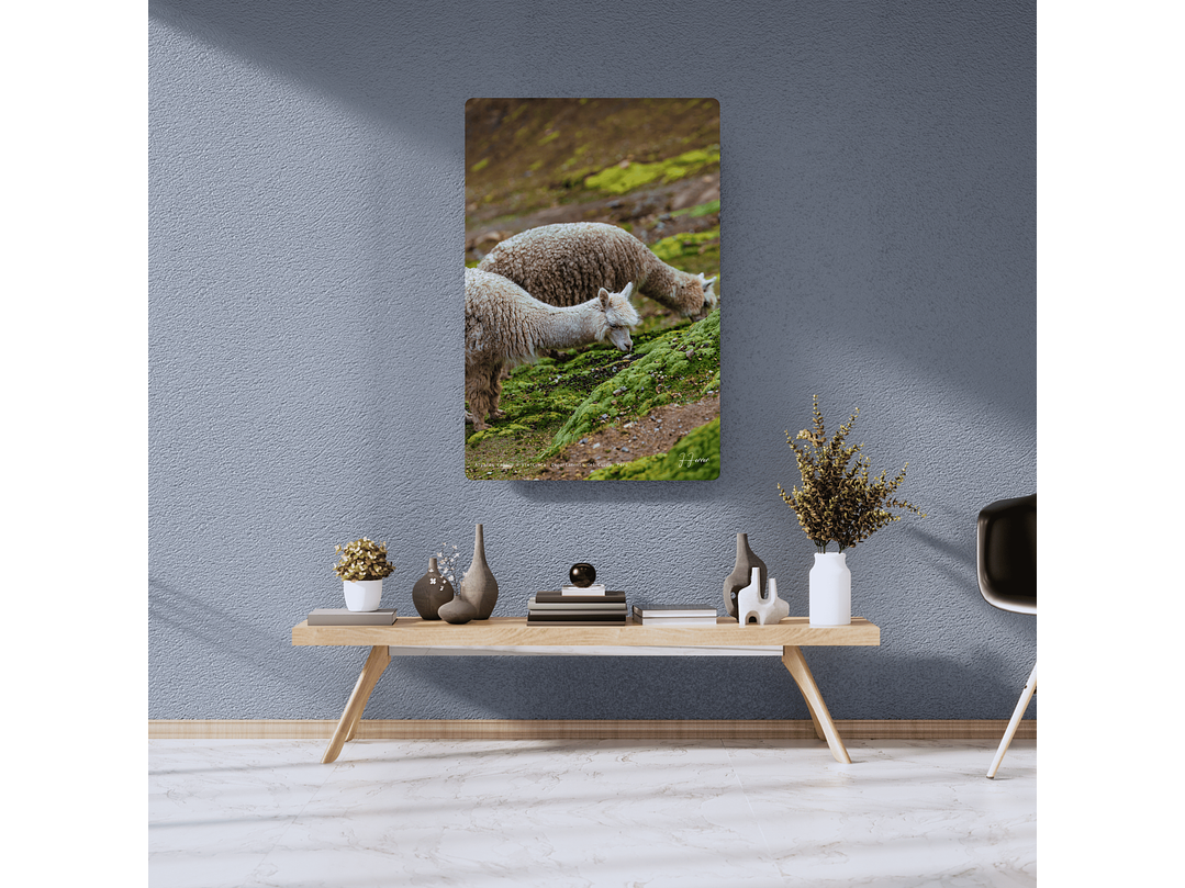Alpacas camino a Vinicunca, Departamento del Cuzco, Perú 2