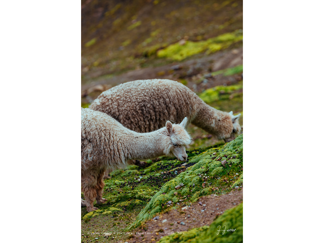 Alpacas camino a Vinicunca, Departamento del Cuzco, Perú 1