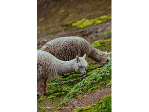 Alpacas camino a Vinicunca, Departamento del Cuzco, Perú