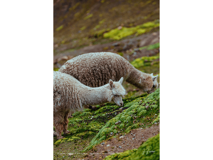 Alpacas camino a Vinicunca, Departamento del Cuzco, Perú 1
