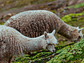 Alpacas camino a Vinicunca, Departamento del Cuzco, Perú - Miniatura 1