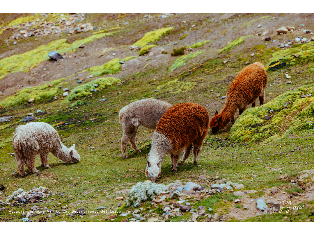 Alpacas camino a Vinicunca, Departamento del Cuzco, Perú 1