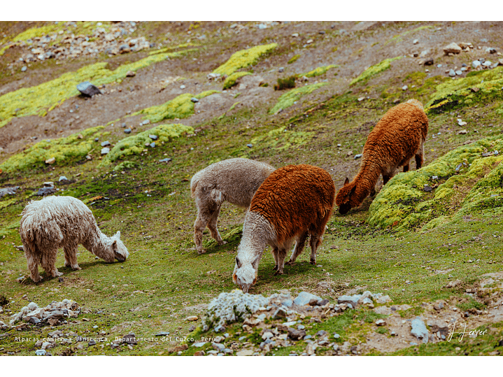 Alpacas camino a Vinicunca, Departamento del Cuzco, Perú 1